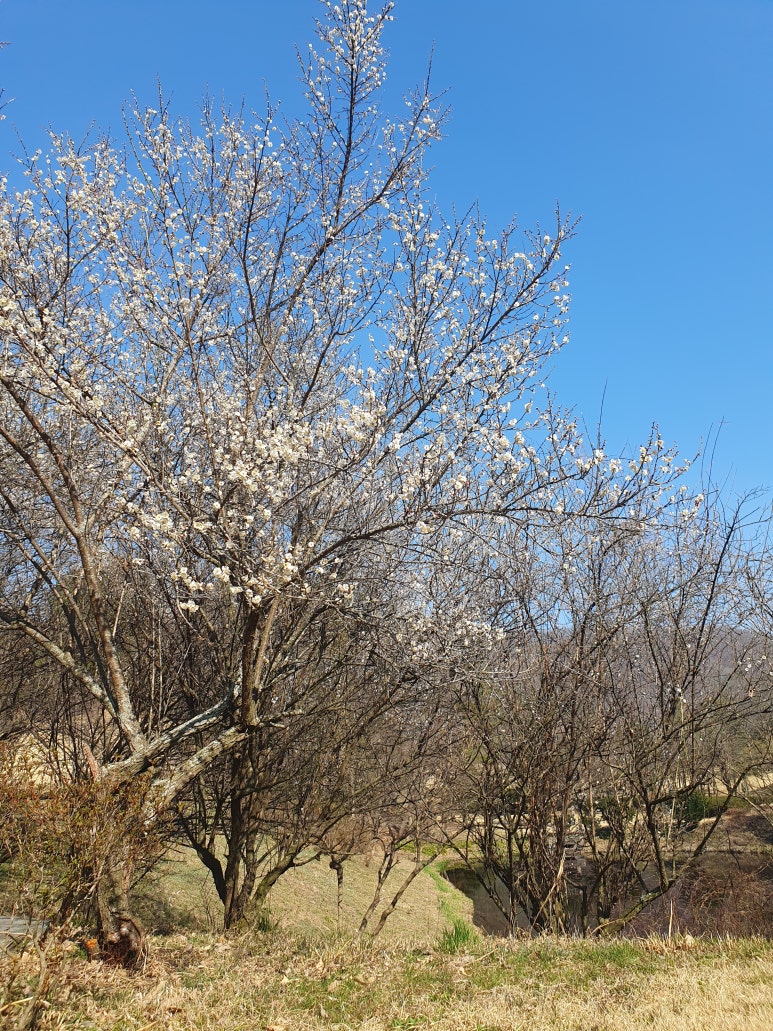 Jeonju Shangri-La CC